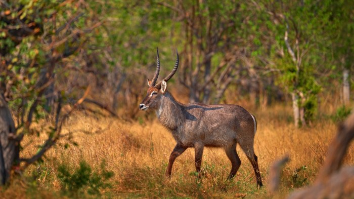 Park national virunga volcano fields farmland landscape green foreground rwanda africa destinations budget volcanoes Best budget travel destinations in Africa